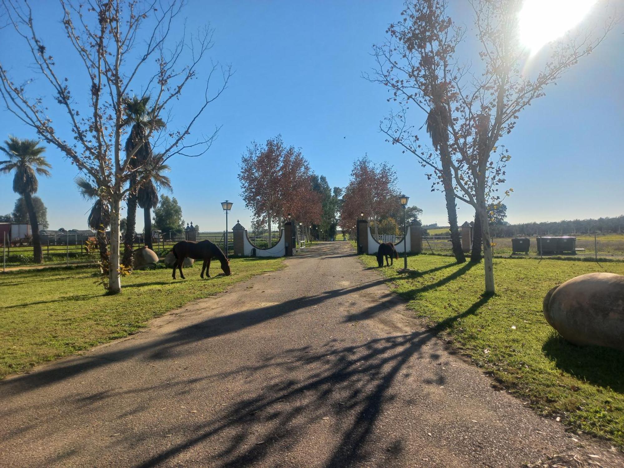 Cortijo La Amazona Villa Sevilla Dış mekan fotoğraf